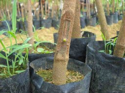 Bud Grafter Training Programme
